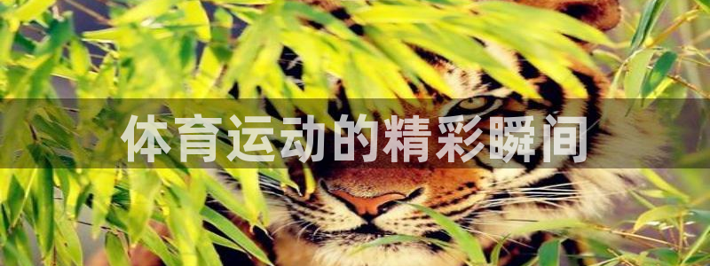 vsport体育在线官网